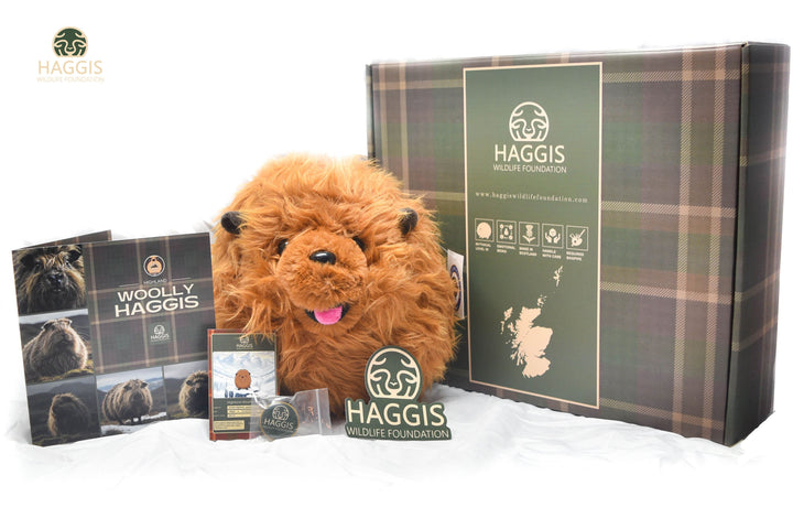 Woolly Highland Wild Haggis Toy 8 -Inch Haggis Animal Plush Scottish Gift Box